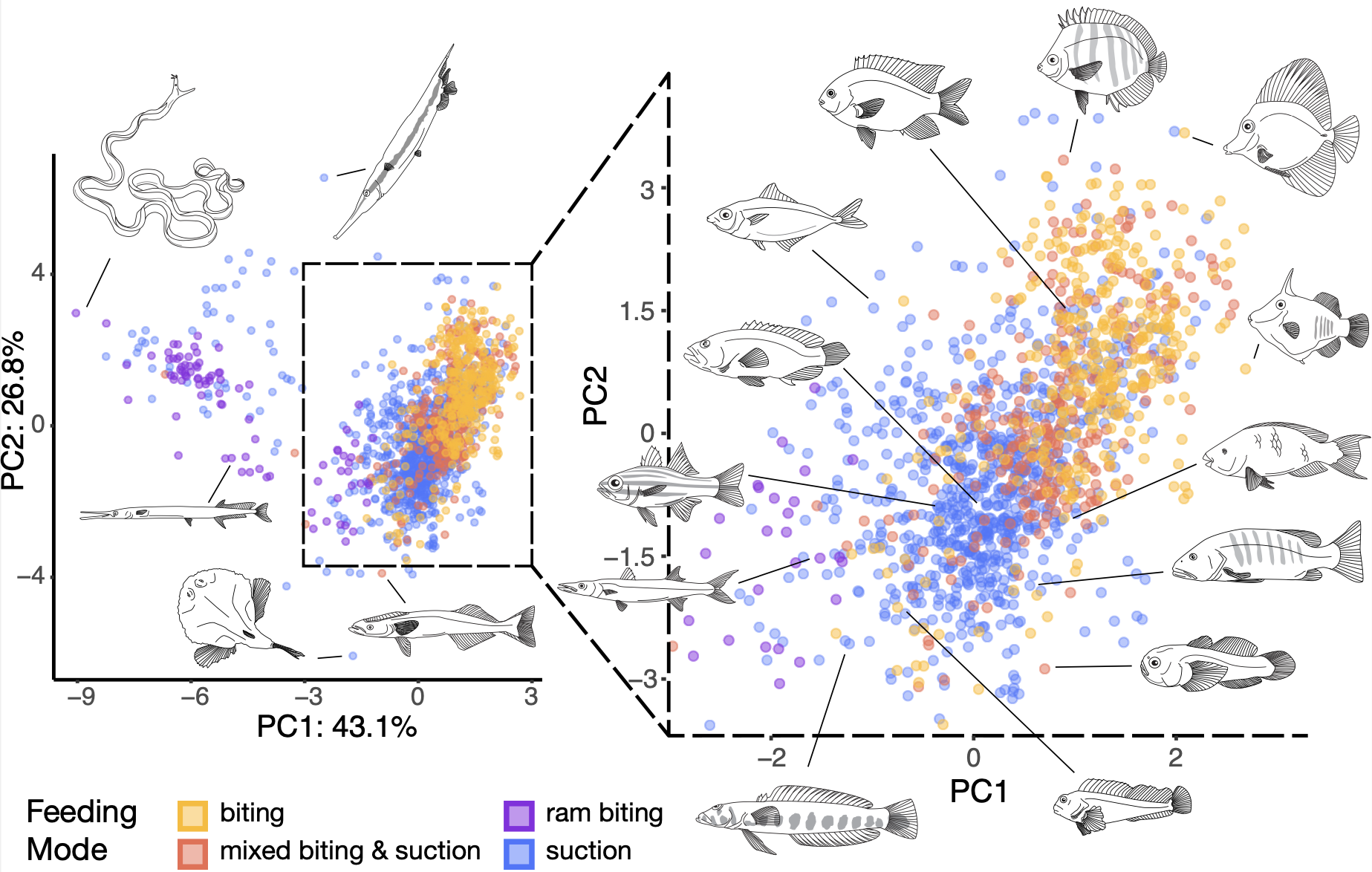 Diversity of body shape among reef fishes that use different feeding modes; figure from Corn et al 2022 PNAS