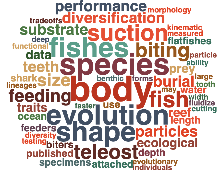 Cloud of words in various colors and sizes, with increasing size representing increasing frequency in abstracts of my work. Some of the largest words include body species evolution fishes shape fish suction biting teleost feeding size diversification performance burial particles substrate teeth ecological prey reef. Made with Ryan Morin's PubMed wordcloud Shiny app.