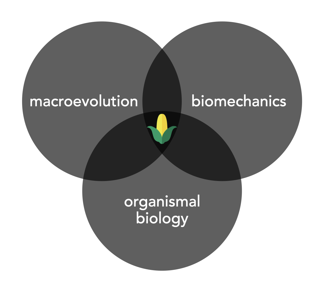A venn diagram with three circles. The circles read macroevolution, biomechanics, and organismal biology. The overlap of the three circles is a clip art image of an ear of corn.