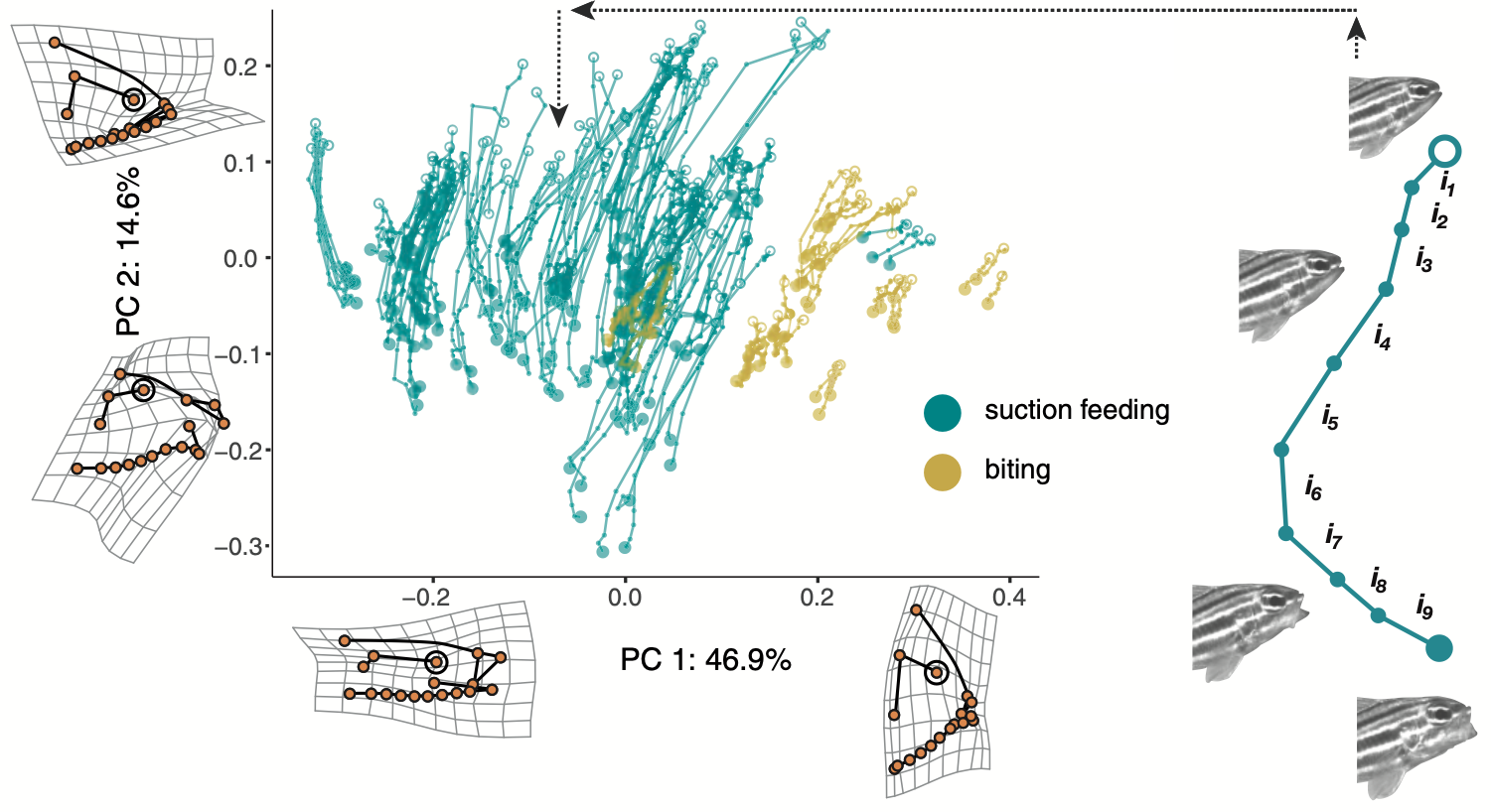 Diversity among the trajectories, or total shapes, of feeding strikes among reef fishes; figure from Corn et al 2021 Syst Biol